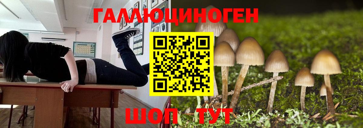 Псилоцибиновые грибы Cubensis Грозный
